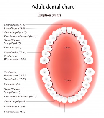 Ontario College Of Oral Health Care Ajax 40